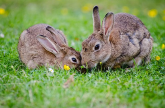 cuidados del conejo domestico