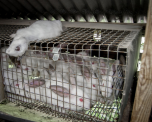 maltrato animal, los conejos