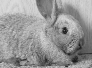 Crueldad animal.Pieles de conejo,el horror que hay detras.