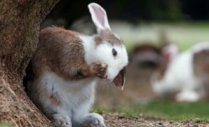 ¿Es un conejo la mascota adecuada para ti?
