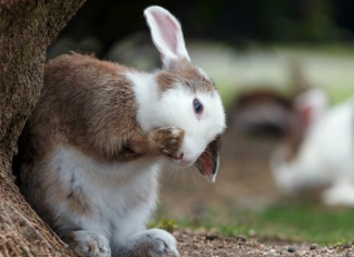 ¿Es un conejo la mascota adecuada para ti?