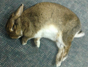 Explicación del comportamiento del conejo