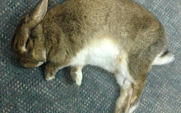 Explicación del comportamiento del conejo