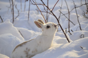 Cómo cuidar a su conejo mascota Los conejos son mascotas únicas.tiernos y adorables que tienen necesidades específicas para poder vivir una vida larga, feliz y saludable. Aquí proporcionamos una descripción básica sobre cómo cuidar a un conejo mascota ideal:
