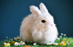 Cómo cuidar a los conejos domésticos