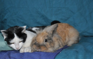 ¿Qué animales se llevan bien con los conejos?