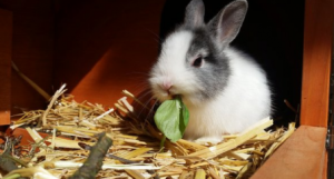 9 mitos comunes del conejo