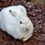 Mi conejo esta enfermo