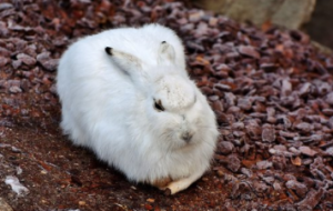 Mi conejo esta enfermo