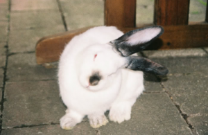 Mi conejo esta enfermo