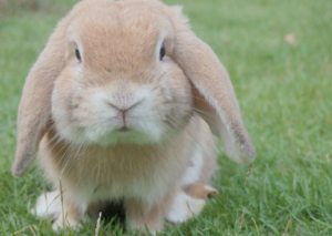 Los cuidados de un conejo: Guía básica Los conejos son mascotas familiares populares. Armado con el conocimiento correcto, mantener a su conejo feliz y saludable es relativamente sencillo.