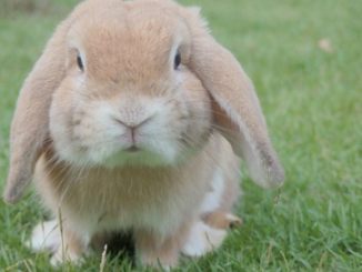 Los cuidados de un conejo: Guía básica Los conejos son mascotas familiares populares. Armado con el conocimiento correcto, mantener a su conejo feliz y saludable es relativamente sencillo.