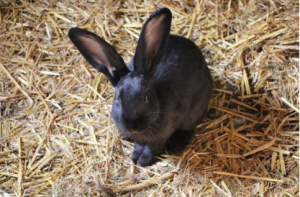 ¿Qué comen los conejos?