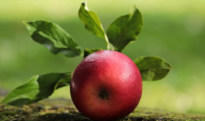 Frutas, verduras, hierbas y plantas seguras para conejos Los conejos adoran su comida y disfrutan de frutas y verduras frescas como parte de una dieta balanceada. La parte principal de la dieta de un conejo debe ser una cantidad ilimitada de heno fresco, pasto y abundante agua limpia disponible