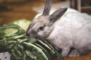 Alimentos que desgastan los dientes de conejo