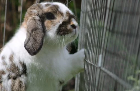 ¿Por qué un conejo no está hecho para vivir en una jaula?