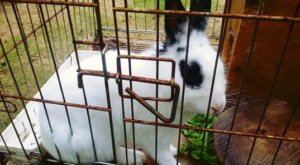 ¿Por qué un conejo no está hecho para vivir en una jaula?
