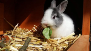 ¿Qué es la mixomatosis?