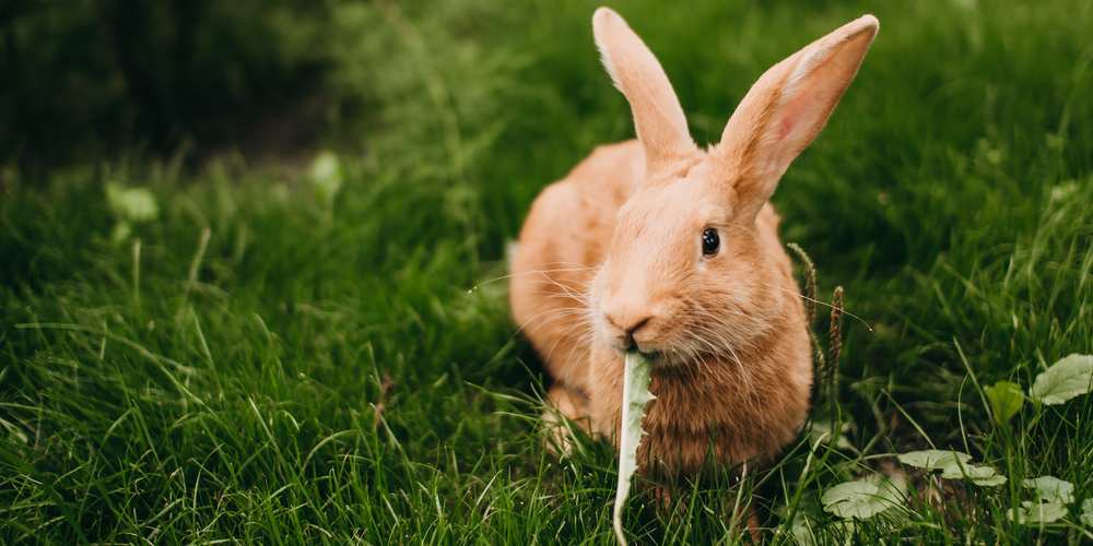 &iquest;Los conejos pueden comer aloe vera? La respuesta r&aacute;pida