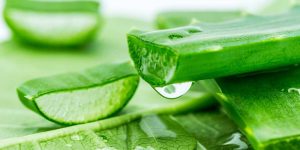 ¿Los conejos pueden comer aloe vera? La respuesta rápida