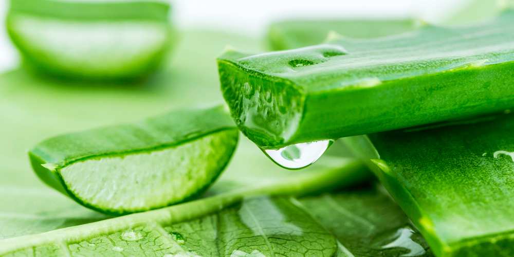 &iquest;Los conejos pueden comer aloe vera? La respuesta r&aacute;pida