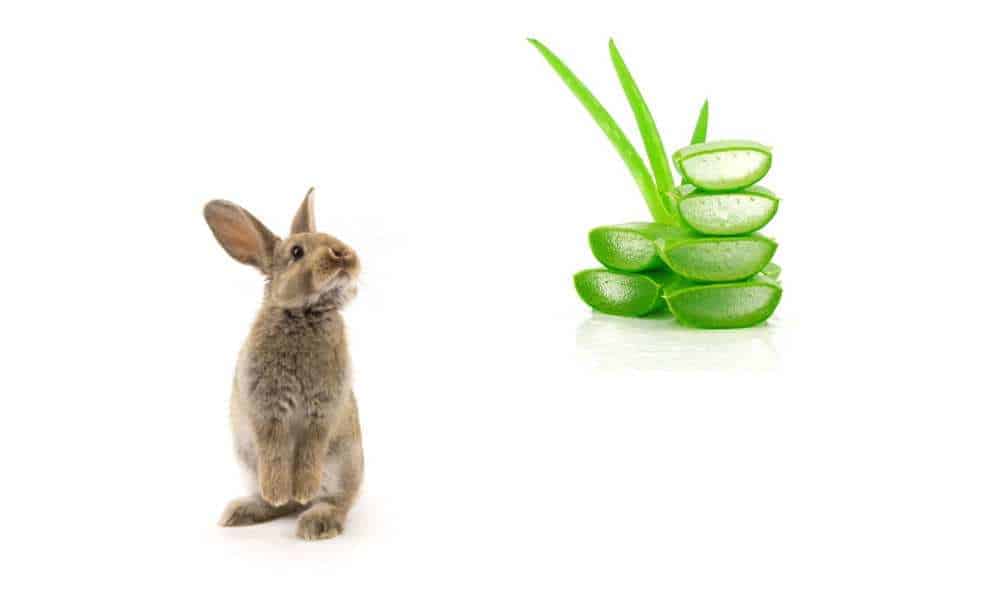 &iquest;Qu&eacute; parte del aloe vera es m&aacute;s peligrosa para los conejos?