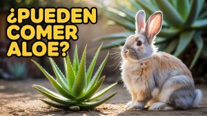 ¿Los conejos pueden comer aloe vera?