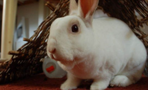 ¿Por qué mi conejo se come la pared? 