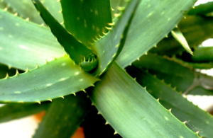 ¿Los conejos pueden comer aloe vera?