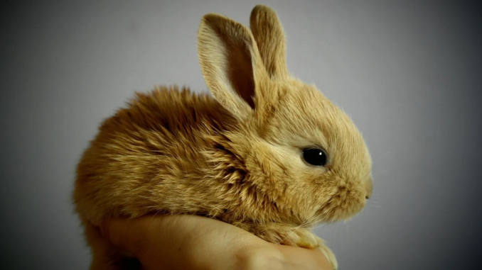 Cómo saber si tu conejo está triste