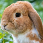 Ruidos de conejo