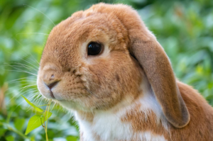Ruidos de conejo