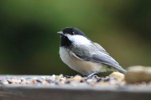 ¿Pueden los conejos comer semillas de aves?