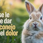 Qué se le puede dar a un conejo para el dolor