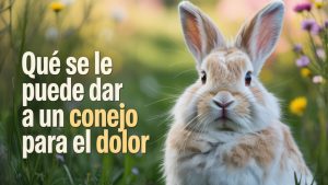 Qué se le puede dar a un conejo para el dolor