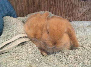 Mi conejo se come la cama