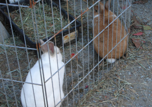 Mi conejo escarba en la jaula