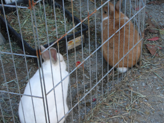 Mi conejo escarba en la jaula