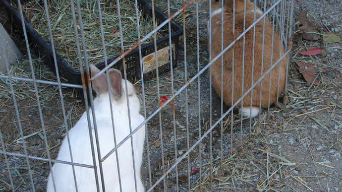 Mi conejo escarba en la jaula