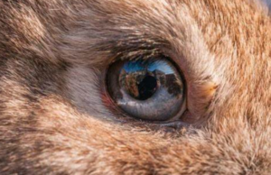 Oftalmología veterinaria