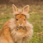 10 consejos para cuidar a un conejo mayor
