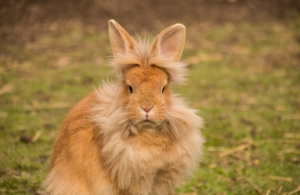 10 consejos para cuidar a un conejo mayor