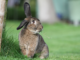 ¿Puede un conejo doméstico volver a ser salvaje si se le libera?