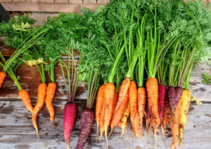 A los conejos les gustan las zanahorias?