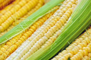 Alimentos peligrosos para los conejos