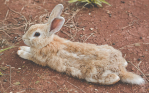 Muda del conejo