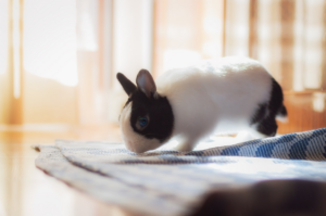 Mi conejo hace pipí por todas partes