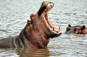 Los 10 animales más peligrosos del mundo