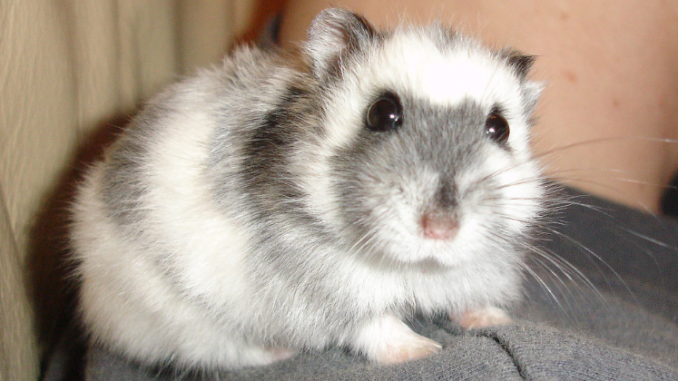 Razas de hámsters enanos