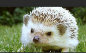 mascotas exoticas legales